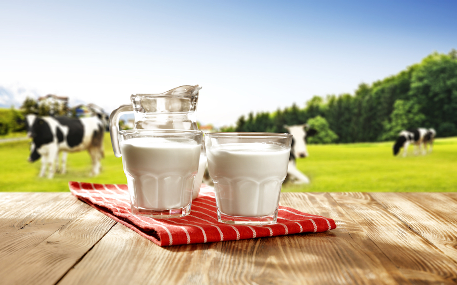 Cow's milk is nutritious but also high in fat